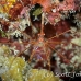 crab_arrow_pi_jar_h_0016_cub1904.jpg